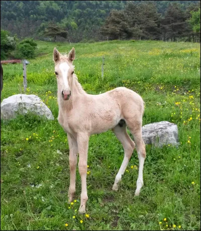 Qui a chanté "Le Petit Cheval Blanc" ?