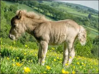 En quel siècle est né le Cadre Noir de Saumur ?