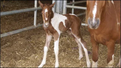Trouvez le mot qui correspond à l'anatomie du cheval !