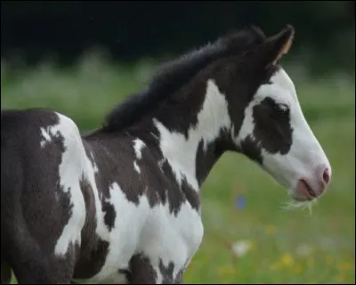 Trouvez ce mot, correspondant à une jument !