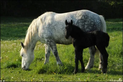 Quel est le nom du cheval, dans le film "Cheval de Guerre" de Steven Spielberg ?