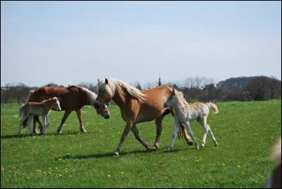 Dans la saga Harry Potter, seuls ceux qui ont vu la mort peuvent voir ces créatures !
