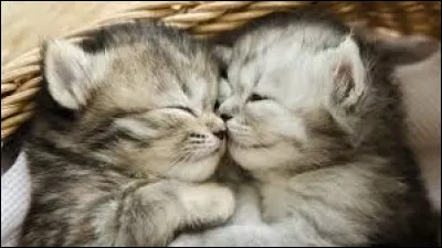 Comment est appelé le bébé du chat ?