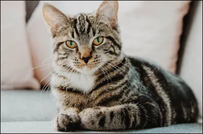 Quel est le nom scientifique du chat ?