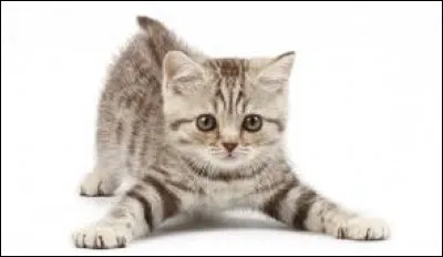 Jusqu'à combien de Herz perçoit-il les ultrasons ?