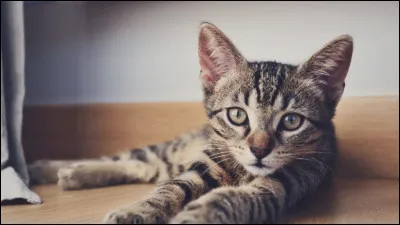 Pour communiquer, le chat...