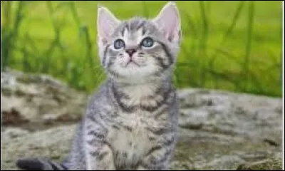 Leur salive contient des allergènes. Qu'est-ce que cela peut provoquer aux humains ?