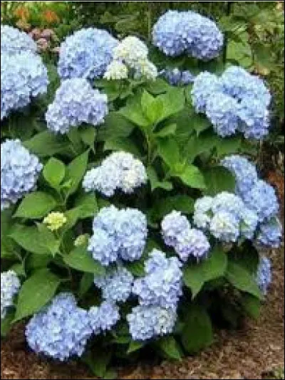 Voici un hortensia !