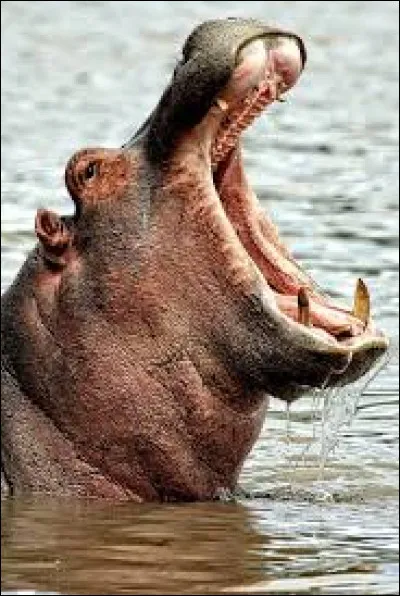 Que signifie "Hippo" en latin ?