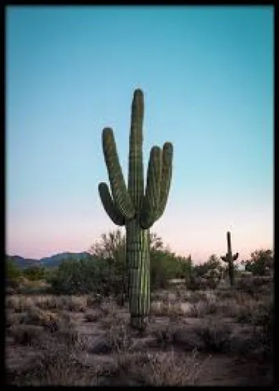 Qui chantait "Les cactus" ?