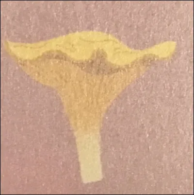 Quel champignon est-ce ?