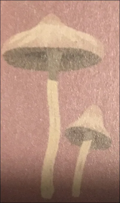 Quel champignon est-ce ?