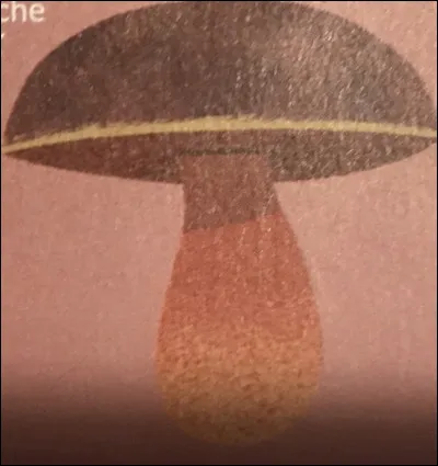 Quel champignon est-ce ?