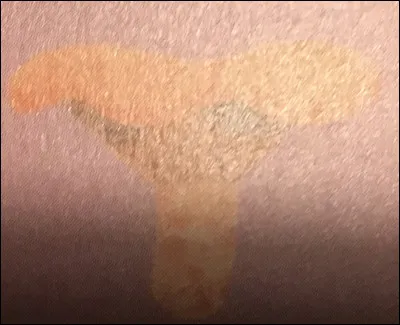 Quel champignon est-ce ?