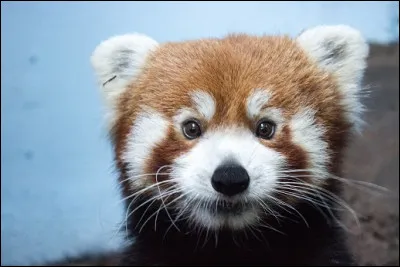 Quel est ton animal préféré ?