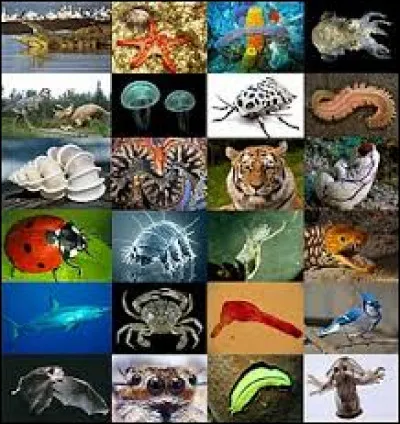 Quel animal préfères-tu ?