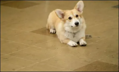 Comment le chien du capitaine Ray Holt se prénomme-t-il ?