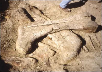 En quelle année a été découverte la plus grande empreinte de dinosaure ?