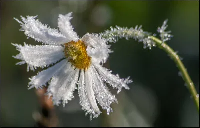 Que chantait Michèle Bernard ?