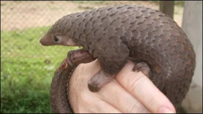 Le pangolin habite en Italie.