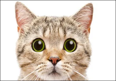 Les chats raffolent des concombres.