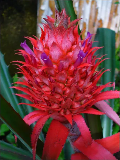 Quel fruit va naître de cette fleur aux couleurs chatoyantes ?