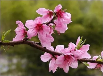 De quels fruits juteux et parfumés ces jolies fleurs roses sont-elles à l'origine ?