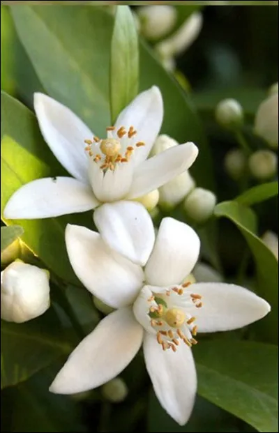 Bien connues dans la pâtisserie et la parfumerie, ce sont des fleurs...