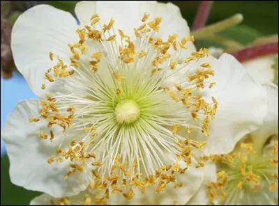Quel fruit vous donnera cette splendide fleur ?