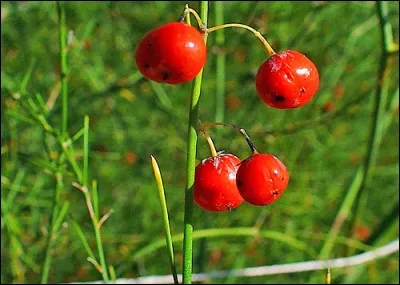 Ces fruits sont ceux...