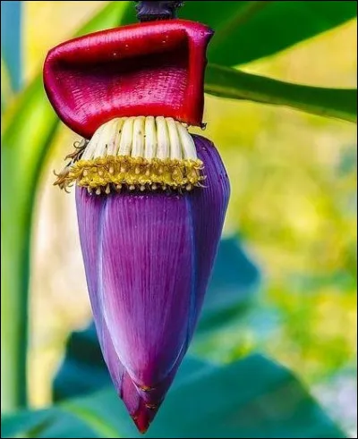 Cette fleur étrange est celle du...