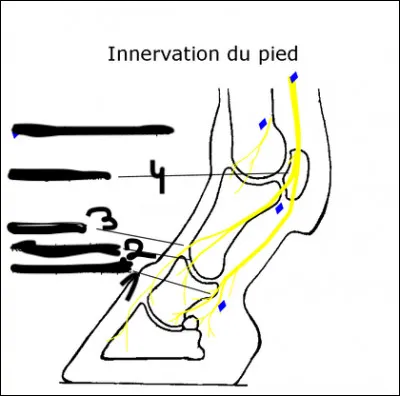 Comment se nomme la partie du pied du cheval représentée par le 4 ?