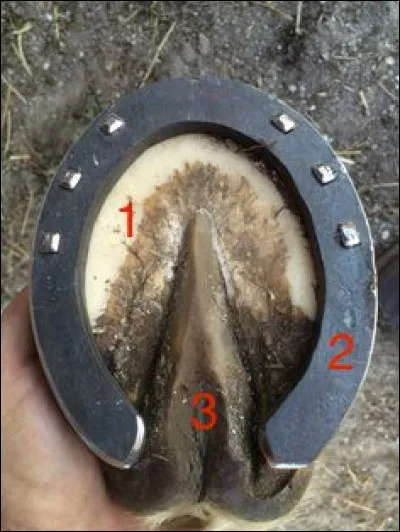 Quel est le nom de la partie numéro 1 du sabot du cheval ?