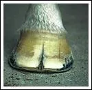 Comment s'appelle la fissure qui peut parfois apparaître sur la corne du sabot ?