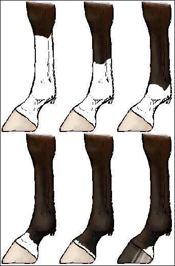 Comment s'appellent les traces blanches situées sur les jambes du cheval ?