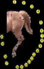 Lequel de ces mots est intrus par rapport aux deux autres ?