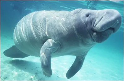 Quel animal apercevons-nous ici ?