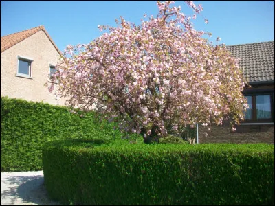 Qu'arrive-t-il à votre cur si vous souffrez de tachycardie ?