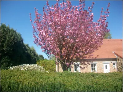 Dans la pièce de théâtre "Marius" de Marcel Pagnol, que font les personnages au moment de la célèbre réplique "Tu me fends le cur" ?