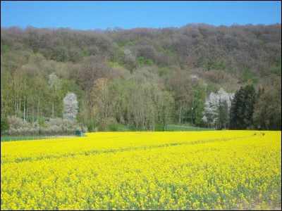 Quel philosophe français est l'auteur de cette célèbre phrase "Le cur a ses raisons que la raison ne connaît point" ?