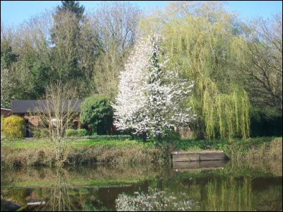 Complétez le titre de cette série télévisée australienne des années 1990 : "Hartley, Curs...".