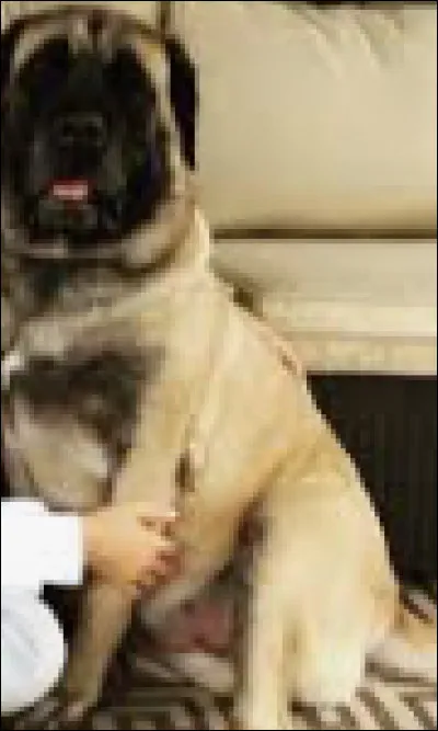 Comment s'appelle la chienne actuelle (avril 2020) de Millie Bobby Brown ?