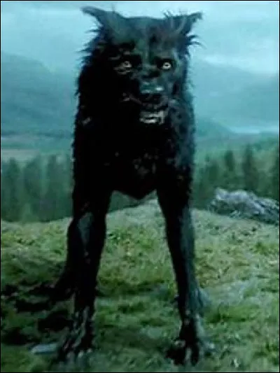Quel est le surnom de Sirius Black quand il est transformé en chien ?