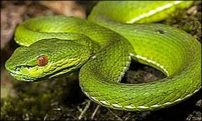 Lincoln et ses amis ont inventé une technique pour gagner les parties de ballon prisonnier. Mais comment s'appelle-t-elle ?