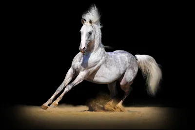 Comment s'appelle le cheval de Don Quichotte ?