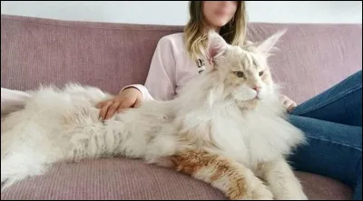 Quel est ce chat ?