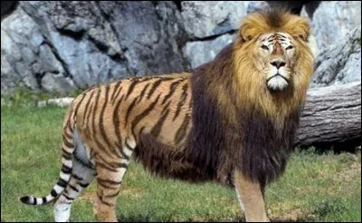 Lequel de ces fauves hybrides n'existe pas ?