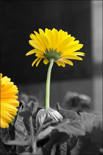 Quel autre nom est donné à cette fleur ?