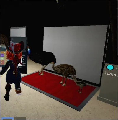 Quelle est la particularité du casoar ?