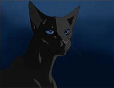 Combien de chatons Plume de Jais a-t-il ?